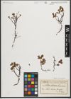 Foto von Salix herbacea L.